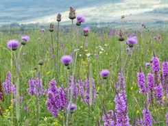 Pink meadow